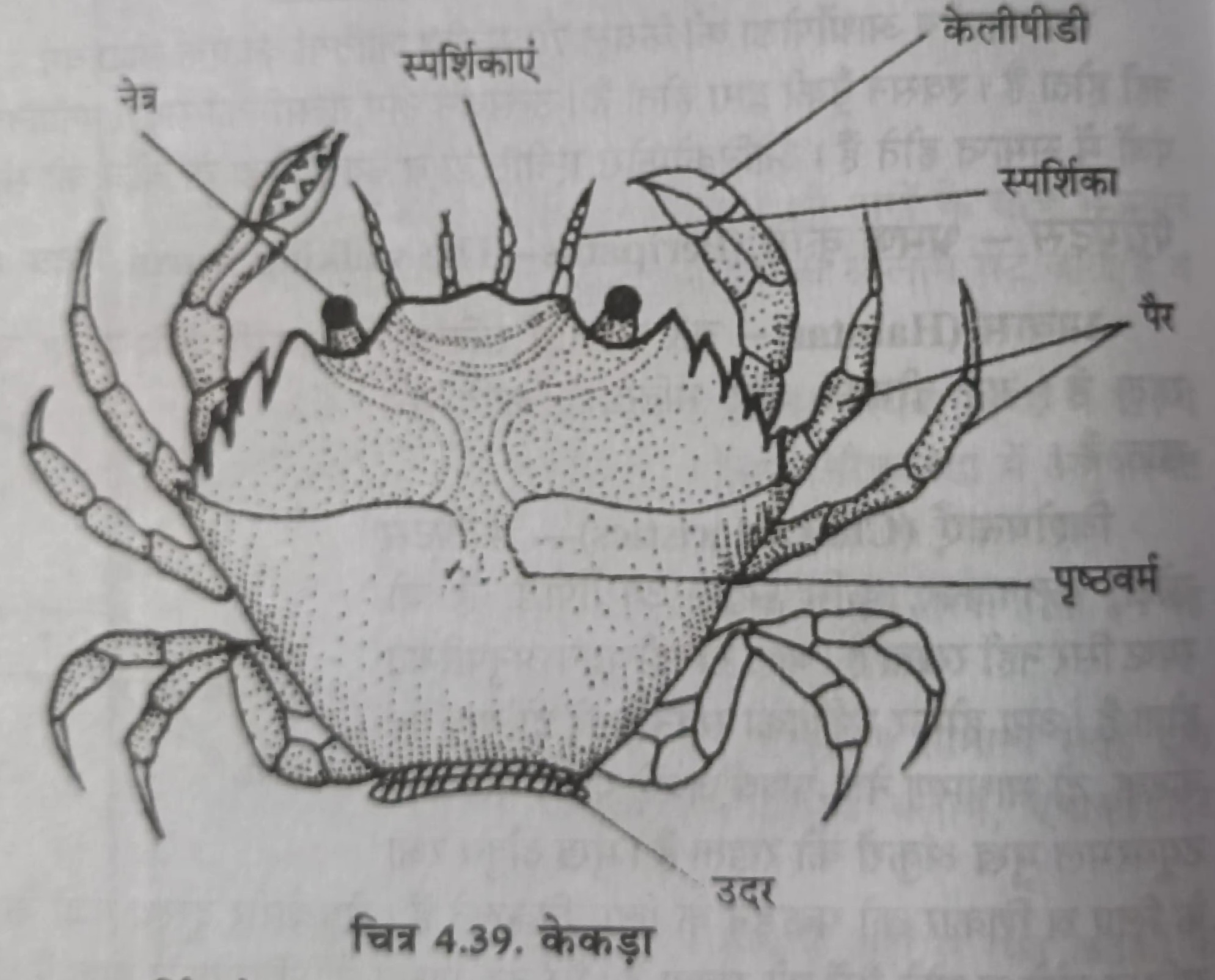 Read more about the article जीव विज्ञान संबन्धित केकड़ा,तिलचटा,घरेलू मखी,ड्रेगन मखी,लेकेस्टा,टिड्डा,लेपिसा,सिल्वर फिश,लिमुलस ,किंग क्रेच,बीछू,जूलस,kekda ka chitra kaise banaye, tilchata ka chitra kaise banaye, class 11th & class 12th jivvigya